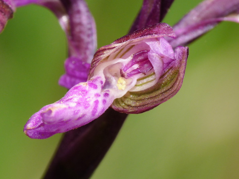 Anacamptis morio